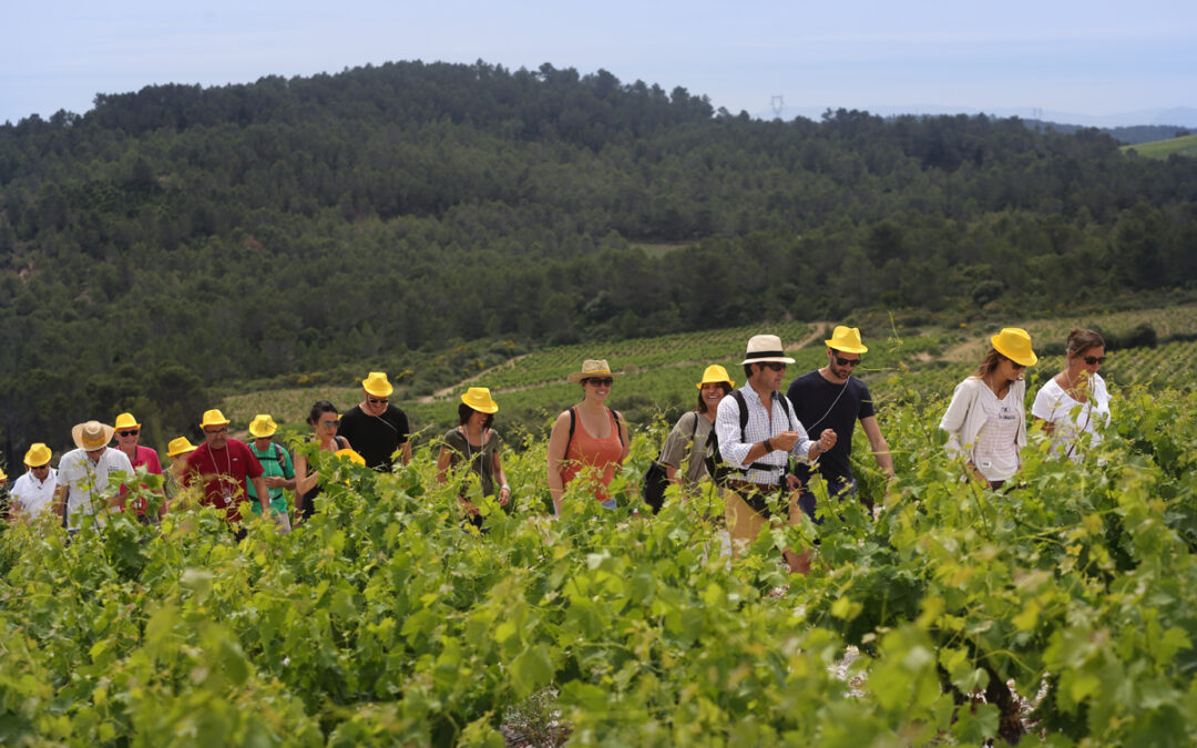 Renouvellement du label Vignobles & Découvertes pour la destination Minervois, Saint-Chinian, Faugères et Haut Languedoc !