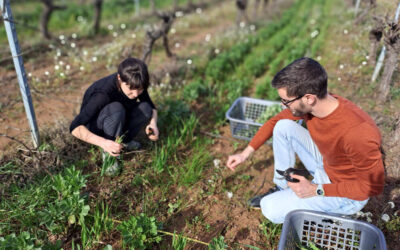 Expérimentation pour améliorer la résilience des sols viticoles saint-chinianais